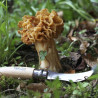 Couteau Opinel Champignons